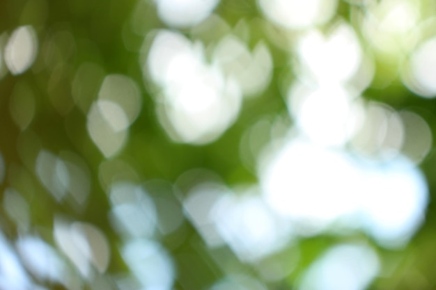 Un arbre vert avec le soleil qui brille à travers les feuilles