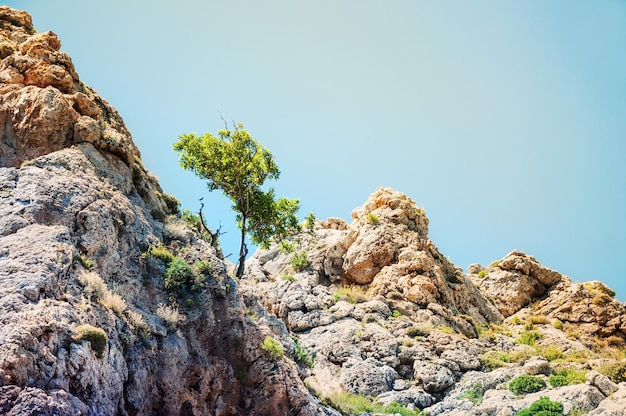 Arbre vert solitaire sur la montagne. Alanya, Turquie. Paysage d'été