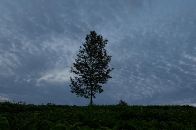 Arbre vert sous ciel nuageux