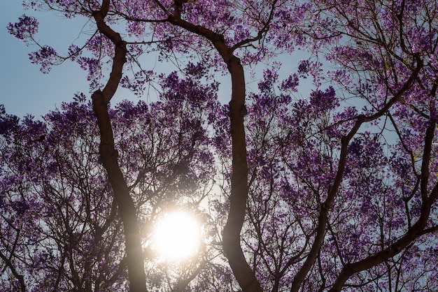 Arbre violet principalement flou sur fond de soleil et de ciel bleu Fleurs exotiques violettes ou violettes de Jacaranda bleu ou de poui noir Arbre en fleurs sans feuilles fleurs sur les branches Fond d'écran de la nature d'été