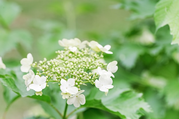 Arbre de viorne en fleurs avec des fleurs blanches. Jardins fleuris de printemps. Contexte de l'environnement naturel.