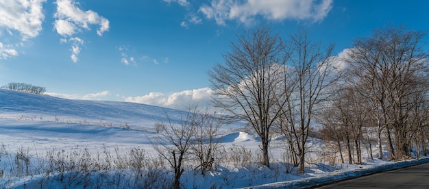 Arbre avec vue d'hiver