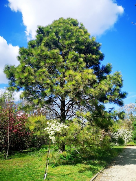 Photo l'arbre