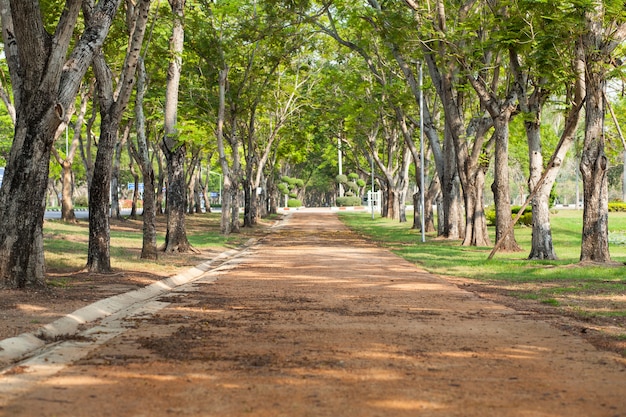 L&#39;arbre.