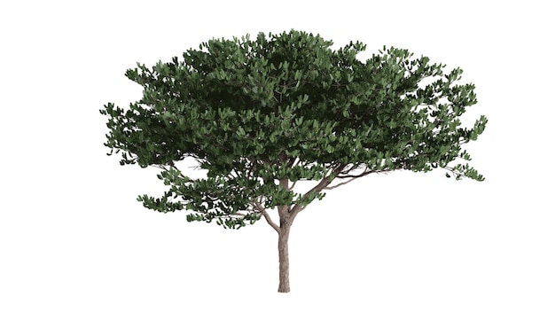 Arbres 3D sur fond blanc