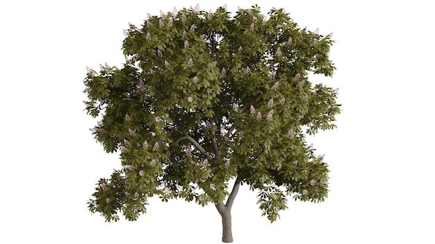 Arbres 3D sur fond blanc