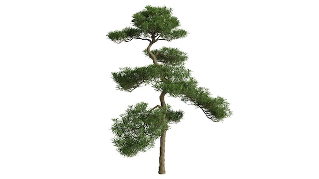 Arbres 3D sur fond blanc