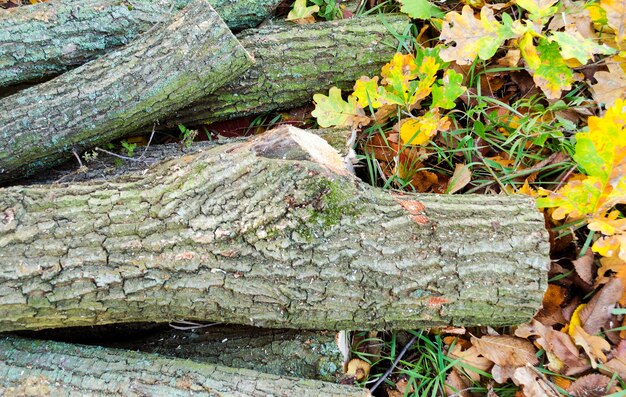 Arbres abattus dans un pré, préparation du bois de chauffage pour l'hiver