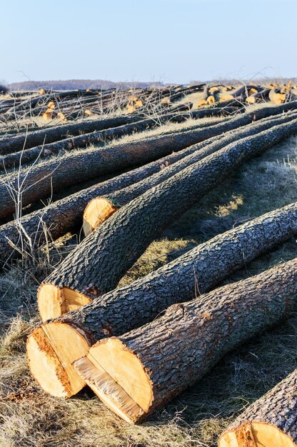 Les arbres abattus reposent sur le sol. Grandes bûches - troncs pelés des branches. Nettoyage des forêts