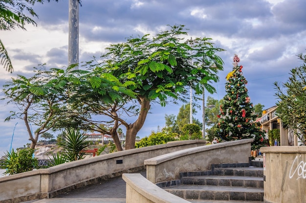 Arbres et arbre de Noël à Tenerife Espagne