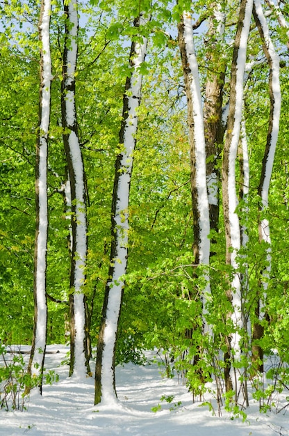 Photo des arbres sur un arbre recouvert de neige