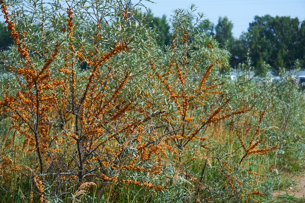 Arbres d'argousier avec des fruits oranges en plein air