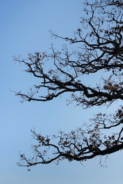 Photo arbres et arrière-plans de la forêt