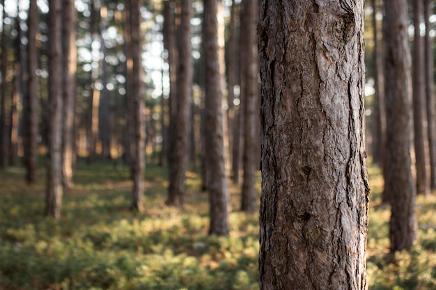 Photo arbres et arrière-plans de la forêt