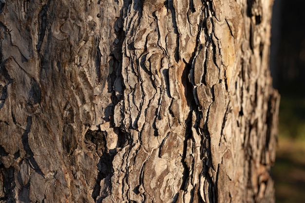 Photo arbres et arrière-plans de la forêt