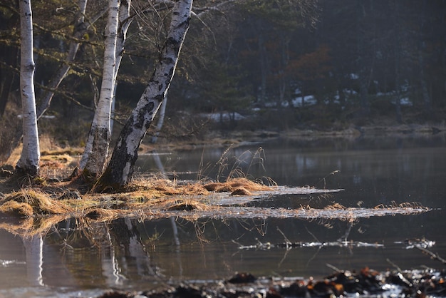 Des arbres au bord du lac
