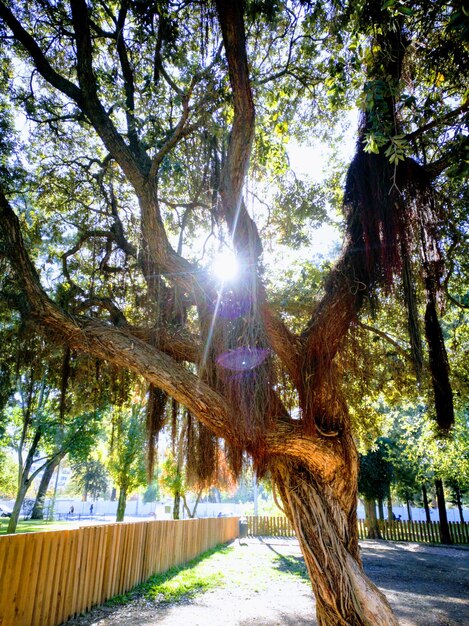 Photo des arbres au bord de l'eau contre le ciel