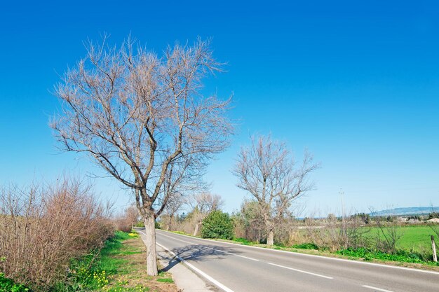 Arbres au bord de la route en Sardaigne Italie