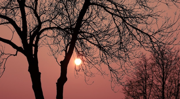 arbres au coucher du soleil un jour d'hiver.