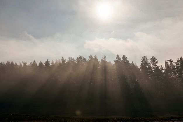 Arbres au coucher du soleil