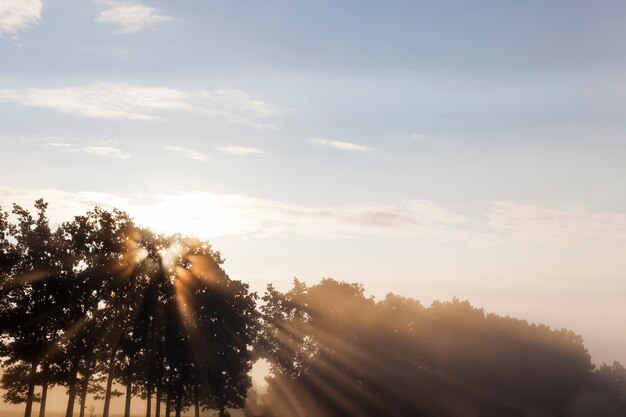 Arbres au coucher du soleil