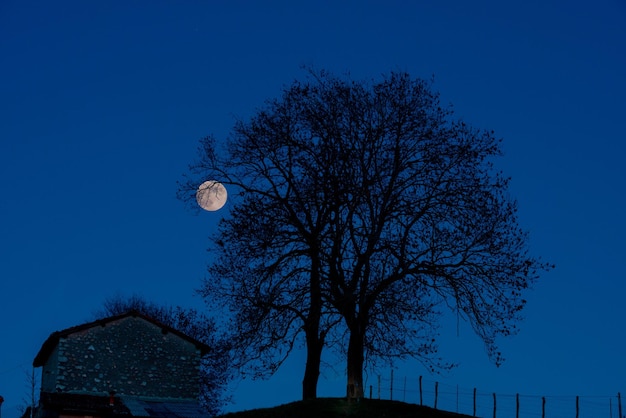 Photo les arbres au crépuscule