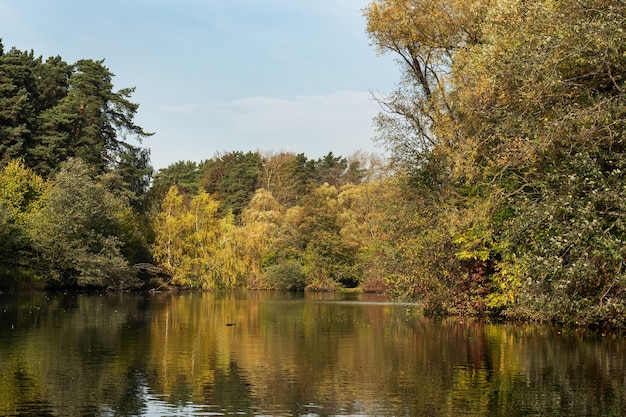 Arbres au feuillage jaune au bord de la rivière