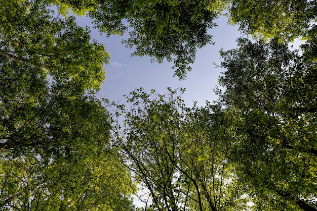 Arbres au feuillage vert dans une forêt mixte