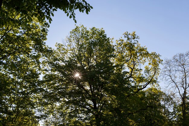 Arbres au feuillage vert en été, le feuillage des arbres est illuminé par la lumière du soleil