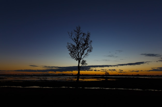 Arbres Aube noire