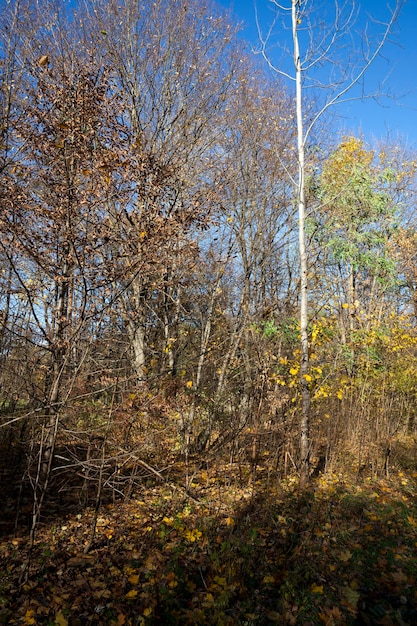 Arbres en automne au feuillage changeant