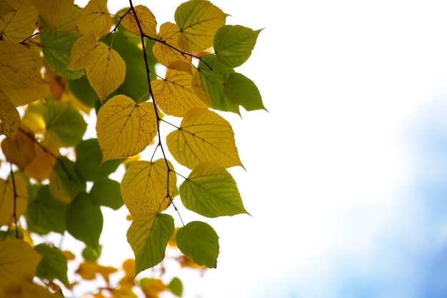 Arbres d'automne aux feuilles jaunes contre le ciel