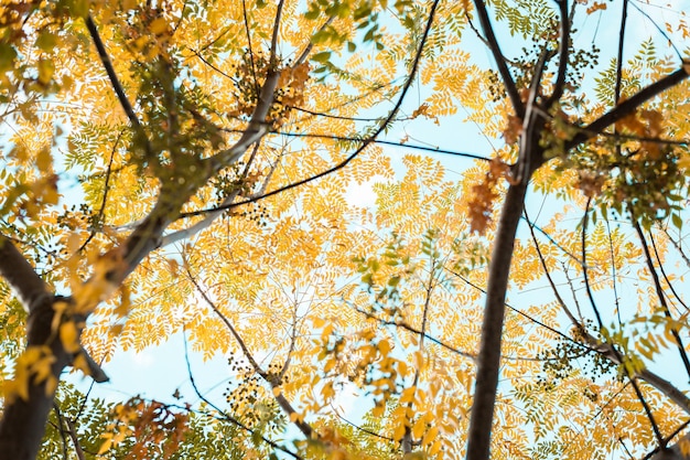 Arbres d'automne aux feuilles jaunes