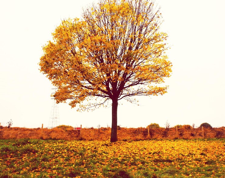 Photo des arbres d'automne sur le champ