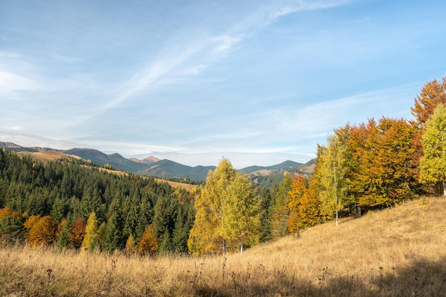 Arbres d'automne colorés dans les montagnes Paysage de forêt de montagne d'automne Automne dans les montagnes