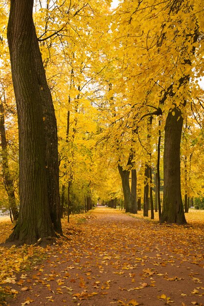 Arbres d'automne colorés dans le parc