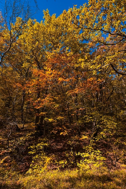 Arbres d'automne colorés en forêt