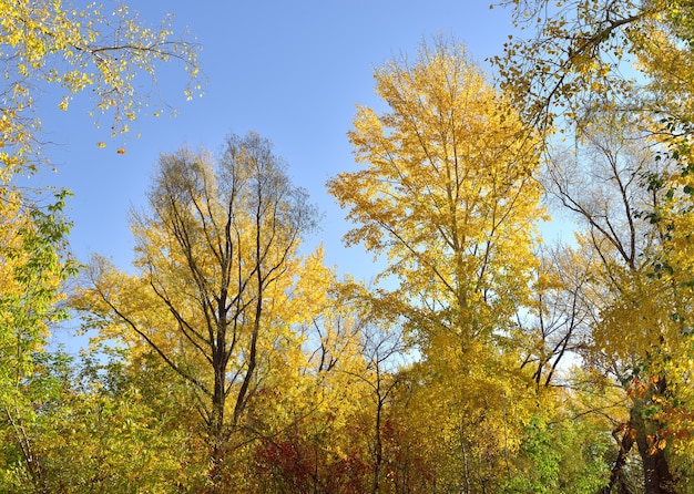 Arbres d'automne contre le ciel bleu. Couronnes et branches couvertes de feuilles d'or