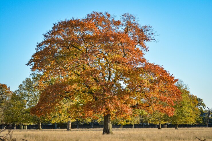 Photo des arbres d'automne contre un ciel dégagé