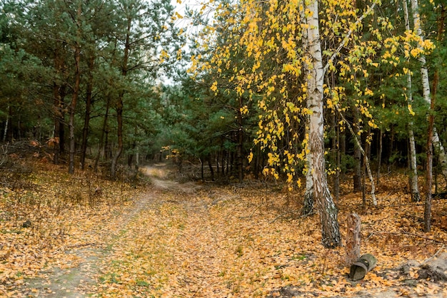 Arbres d'automne dans la forêt, parc