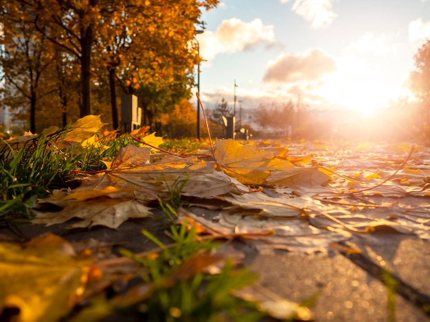 Arbres d'automne dans le parc au soleil Paysage d'automne dans le parc