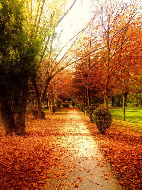 Photo des arbres d'automne dans le parc