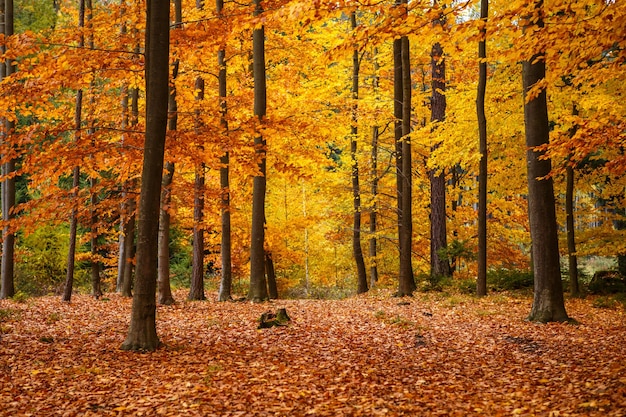 Arbres d&#39;automne dans le parc