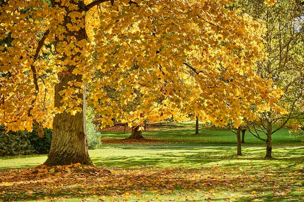 Arbres d&#39;automne dans le parc