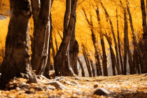 Les arbres d'automne dorés dans le parc national d'Ordesa, en Espagne