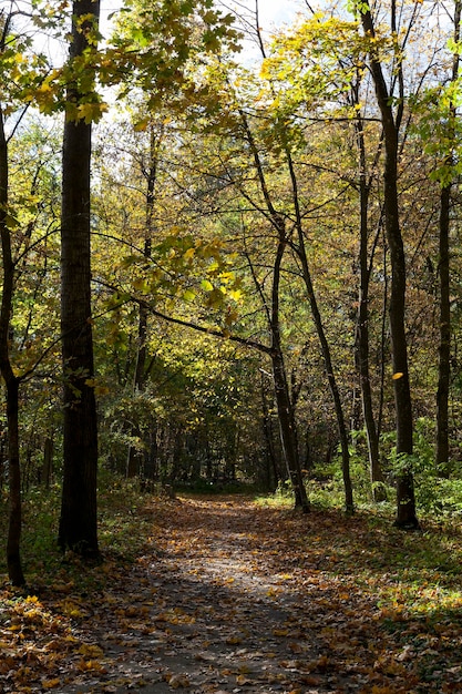 arbres en automne avec feuillage changeant, différents arbres en automne pendant la chute des feuilles