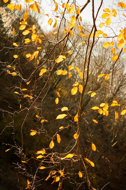 Des arbres d'automne avec des feuilles jaunes en automne