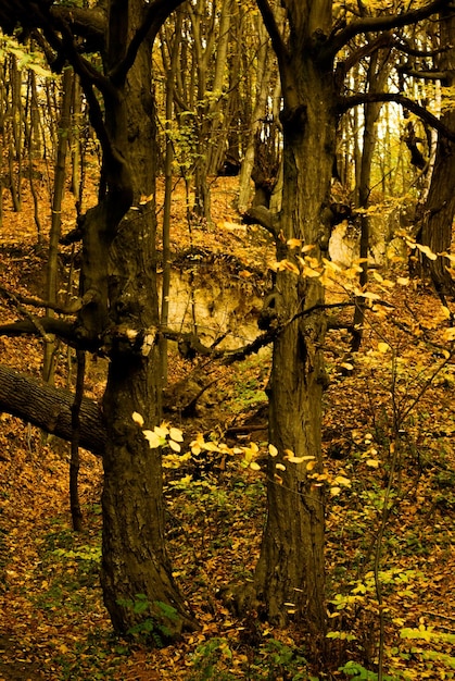 Des arbres d'automne avec des feuilles jaunes en automne
