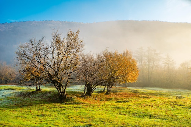 Arbres d'automne avec des feuilles jaunes sur une clairière verte dans le brouillard belle nature