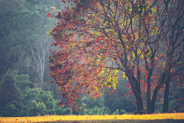 Arbres en automne, forêt tropicale